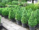 Buxus sempervirens arborescens